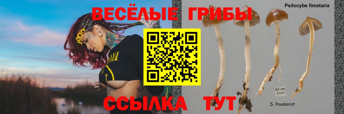 Галлюциногенные грибы Psilocybine cubensis Новочебоксарск